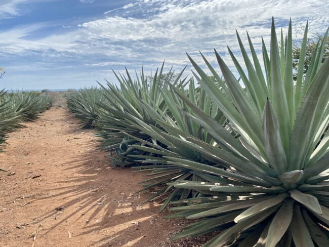 Agavenfeld nahe Mazatlán