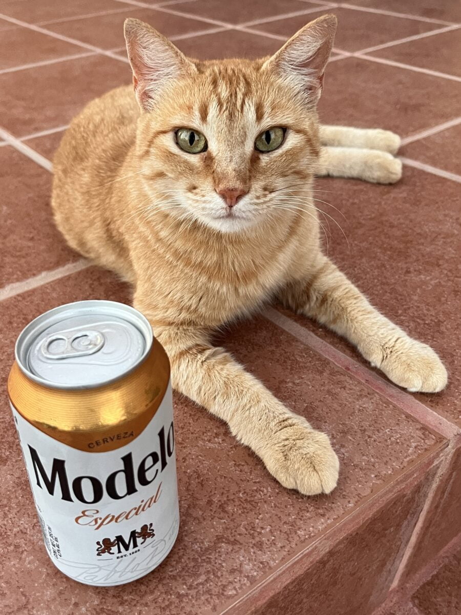 Kiki_the_Cat